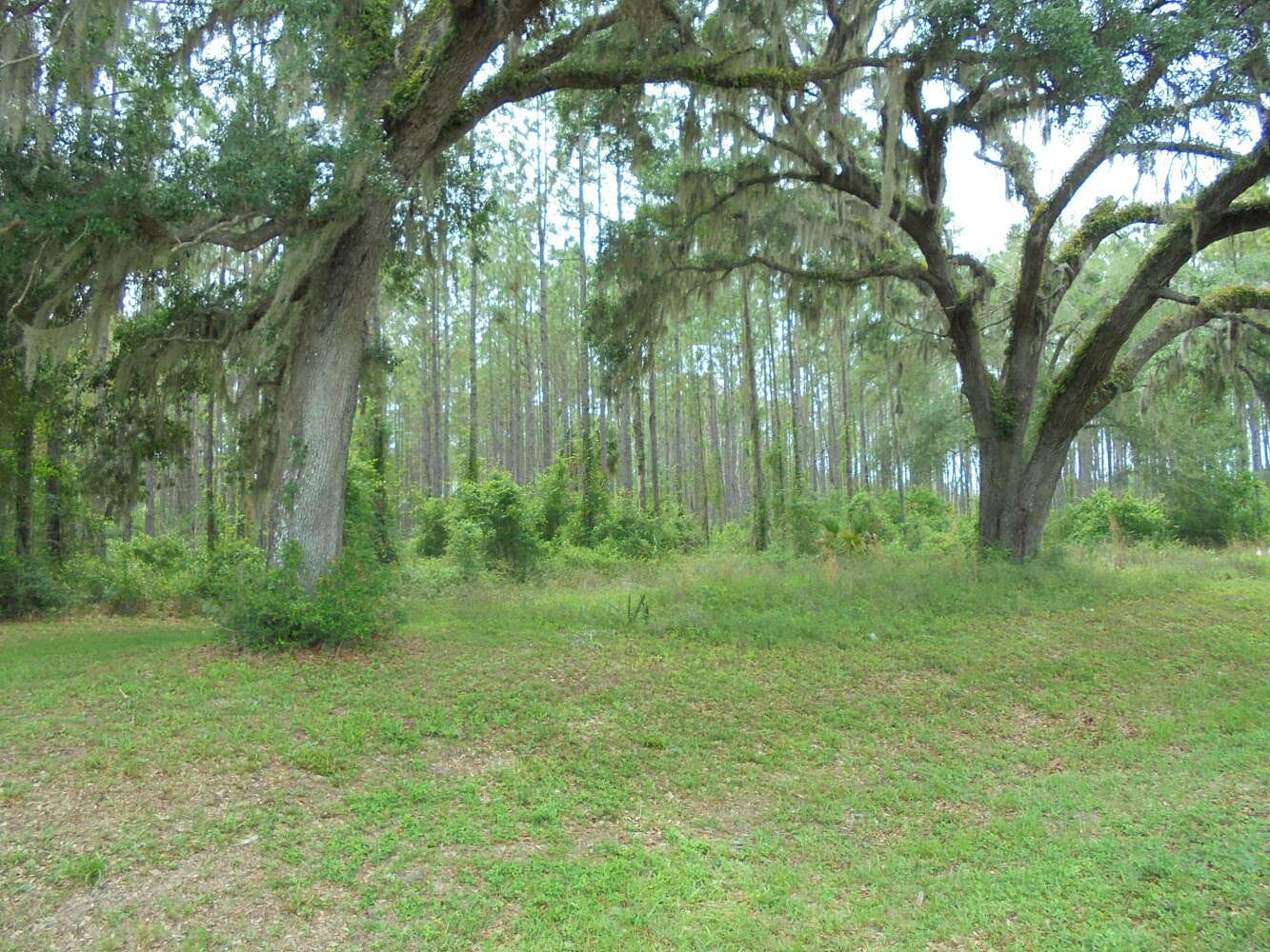 11.7 Acres of Mixed-Use Land for Sale in Perry, Florida