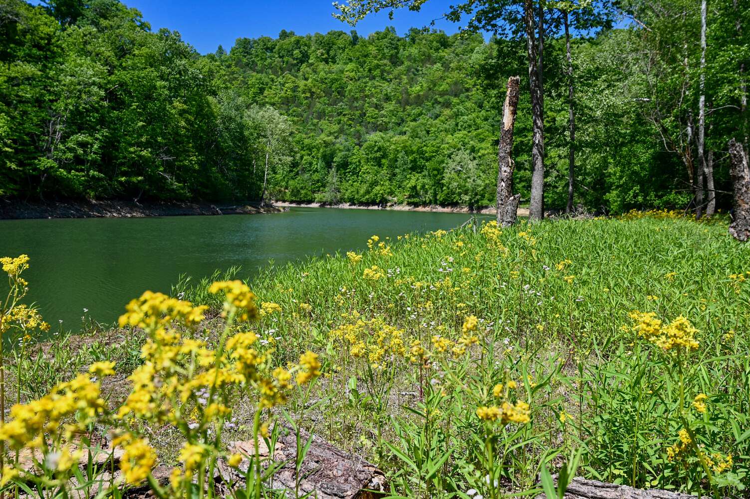 29.2 Acres of Recreational & Residential Land for Sale in Speedwell, Tennessee