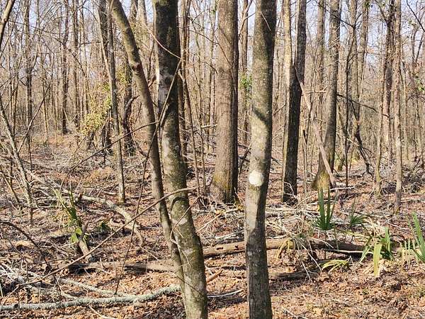 14 Acres of Recreational Land for Sale in Vidalia, Louisiana