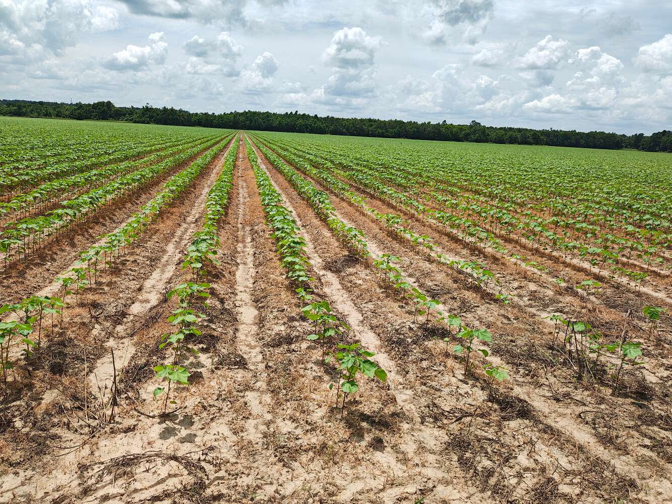 85 Acres of Agricultural Land for Sale in Collinston, Louisiana