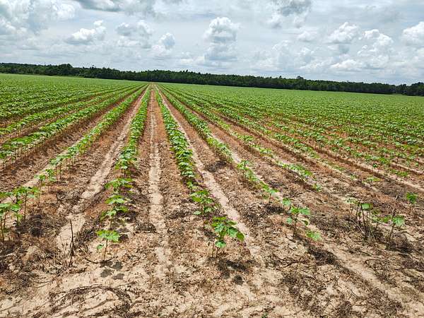 85 Acres of Agricultural Land for Sale in Collinston, Louisiana