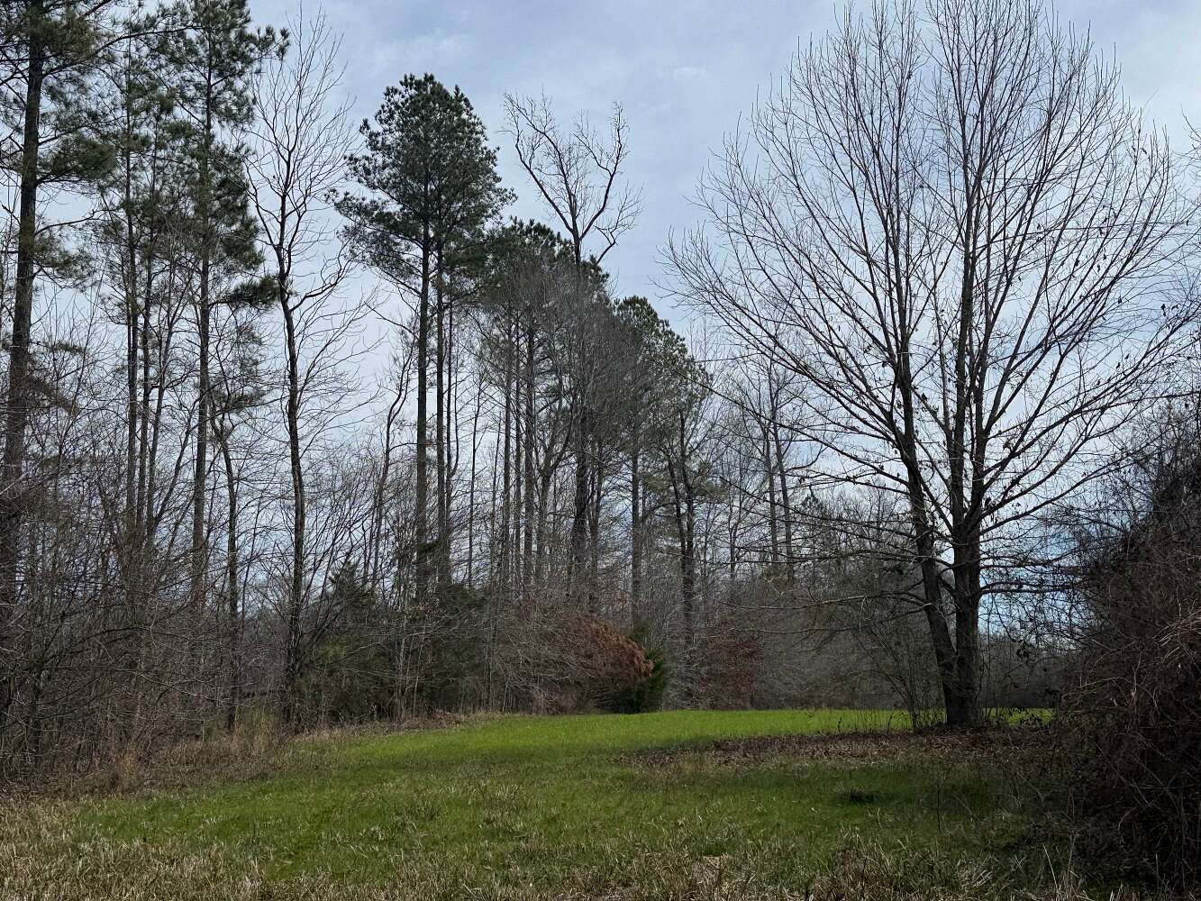 98 Acres of Recreational Land for Sale in Moundville, Alabama