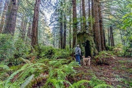 32 Acres of Recreational & Residential Land for Sale in Trinidad, California