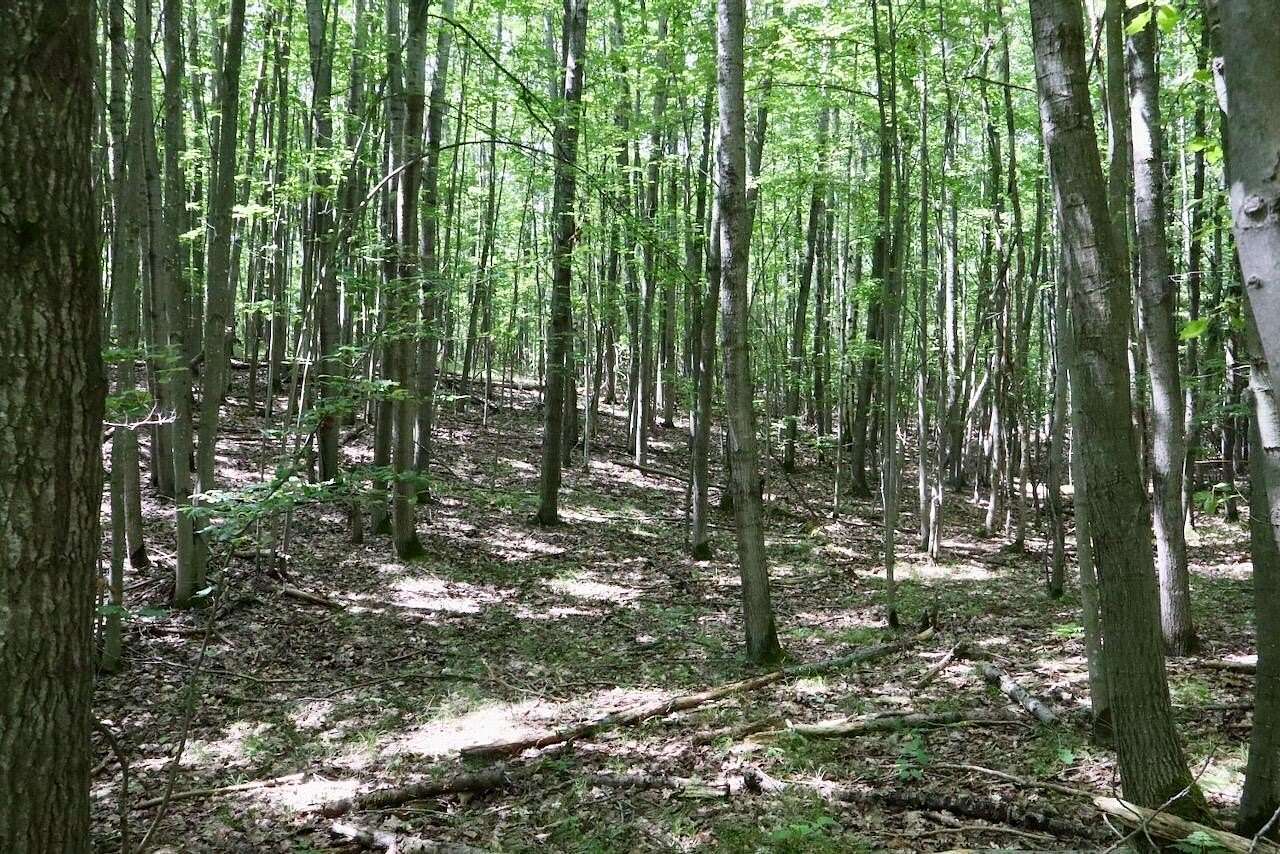 9.58 Acres of Land for Sale in Evart, Michigan