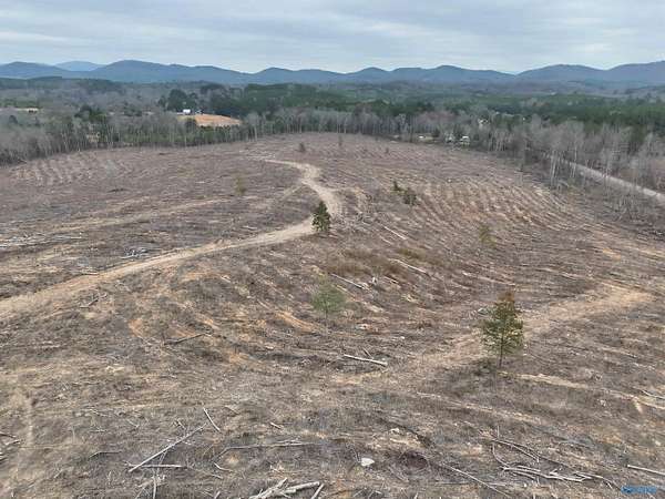 79.7 Acres of Recreational & Residential Land for Sale in Cedar Bluff, Alabama