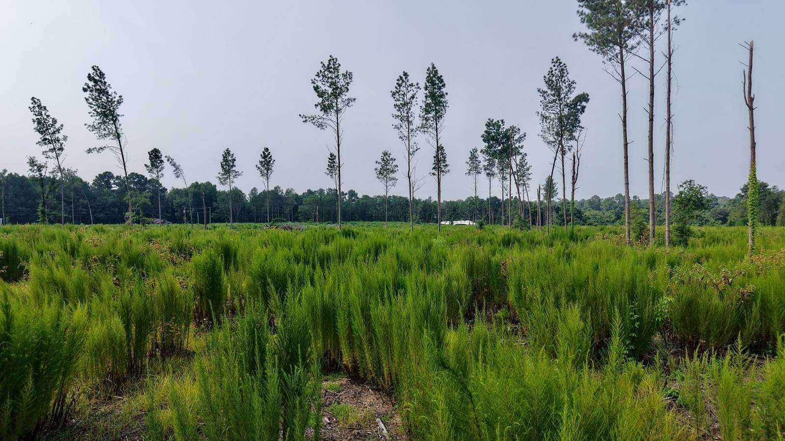 4.32 Acres of Residential Land for Sale in St. Matthews, South Carolina