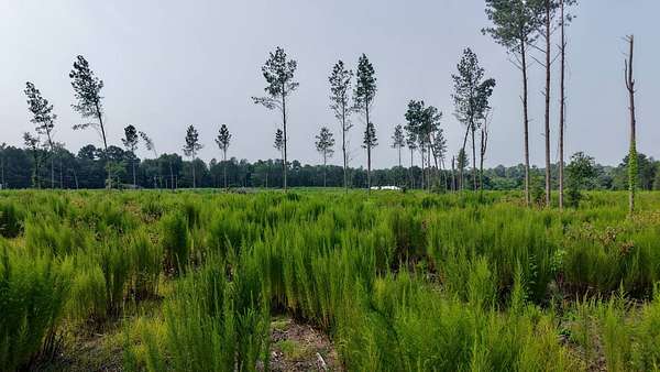 4.32 Acres of Residential Land for Sale in St. Matthews, South Carolina