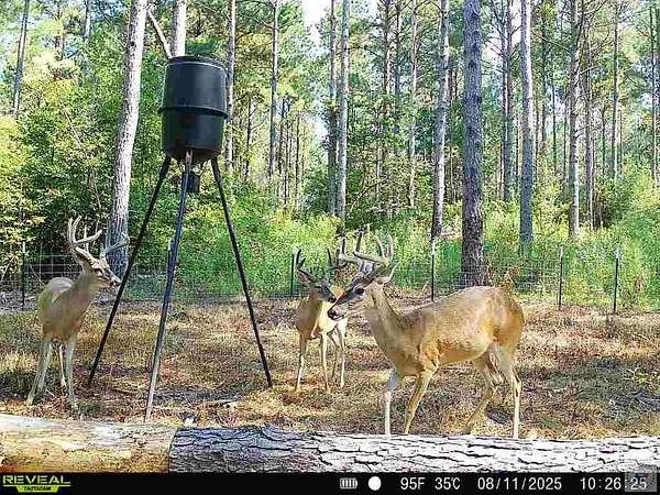 102 Acres of Recreational Land for Sale in Jefferson, Texas