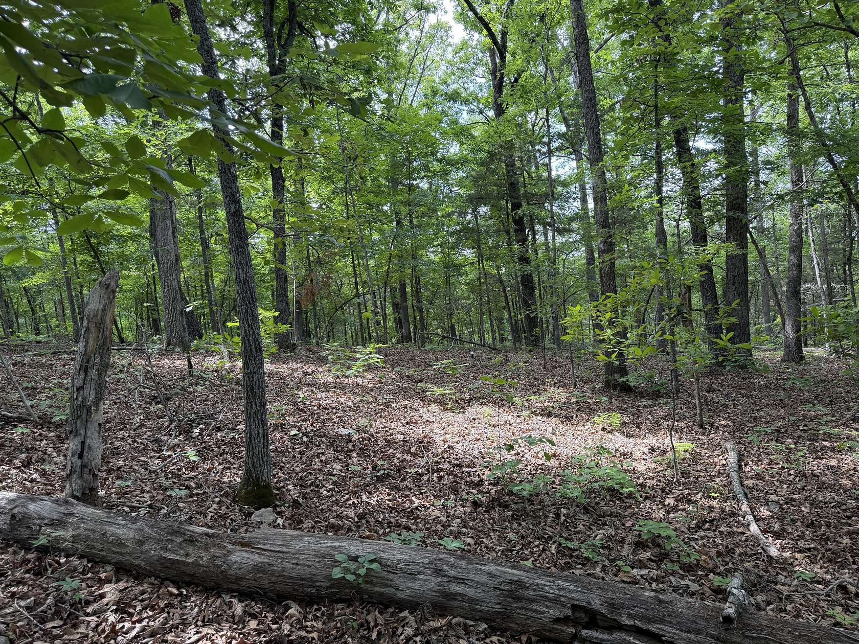 16.1 Acres of Recreational & Residential Land for Sale in Cedarcreek, Missouri