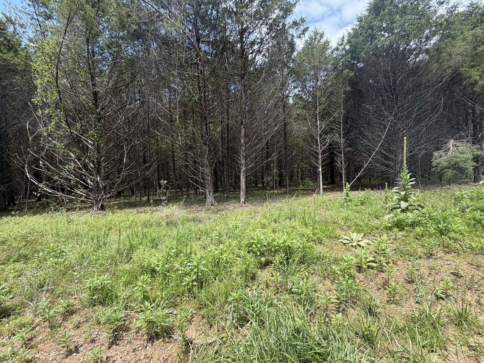 5 Acres of Residential Land for Sale in Tecumseh, Missouri