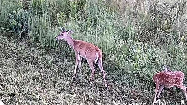 38 Acres of Recreational & Residential Land for Sale in Willow Springs, Missouri