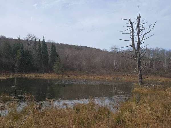 81.8 Acres of Recreational & Residential Land for Sale in New Lisbon, New York