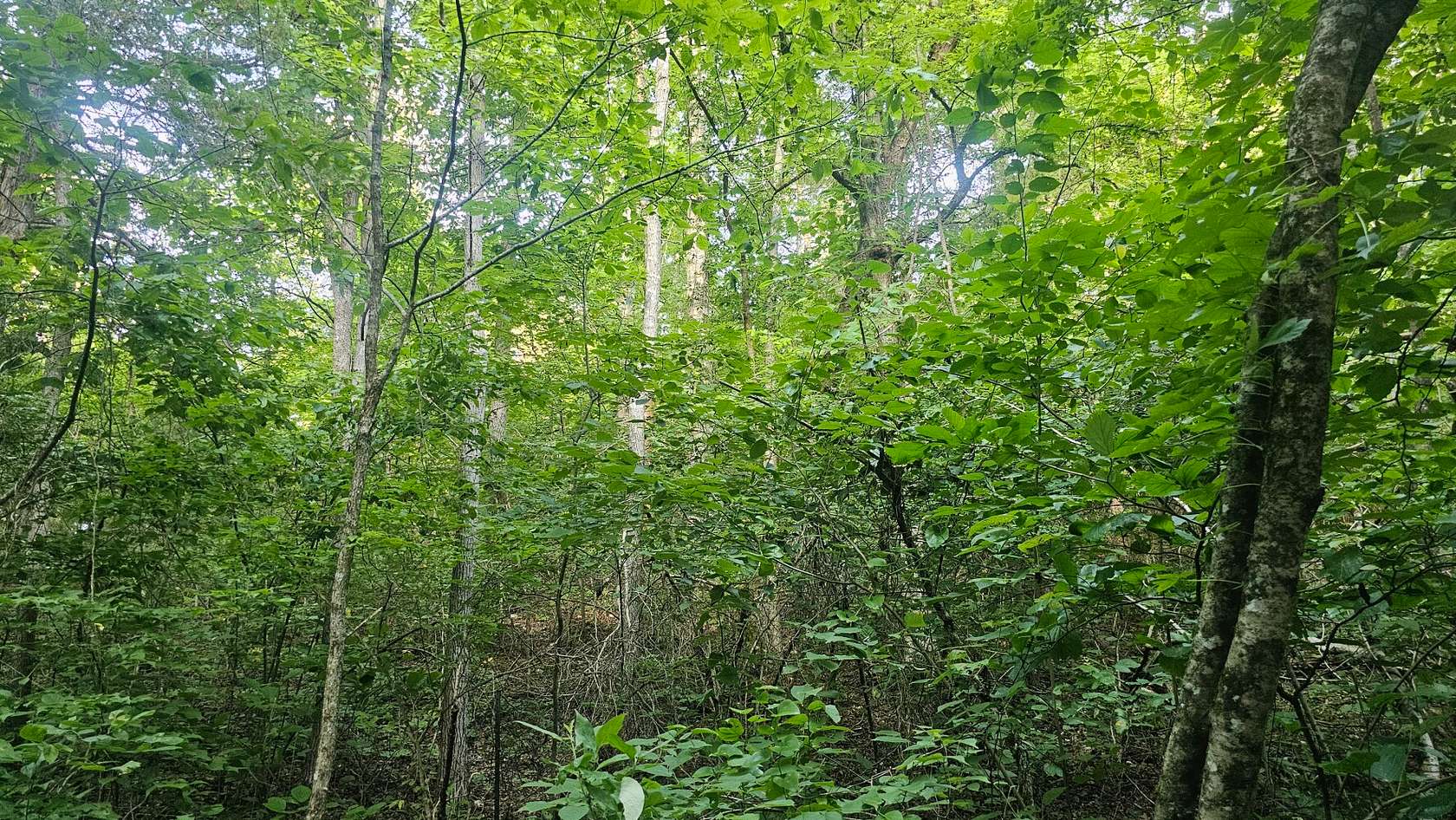 32 Acres of Recreational & Residential Land for Sale in St. Joe, Arkansas