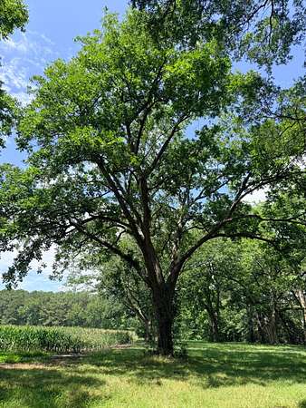95 Acres of Recreational & Residential Land for Sale in Kenly, North Carolina