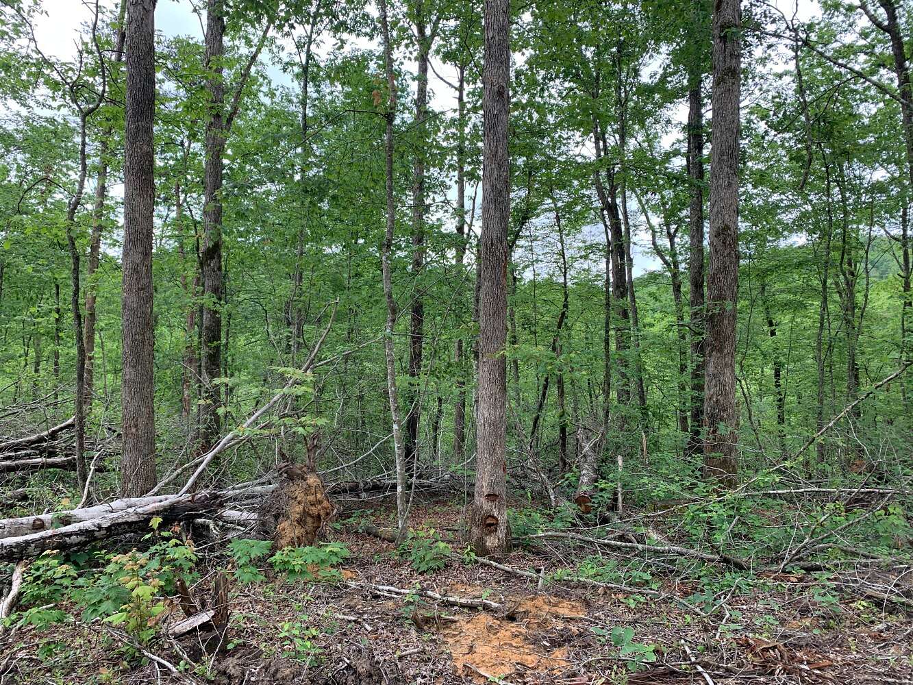 25 Acres of Recreational Land for Sale in East Bernstadt, Kentucky