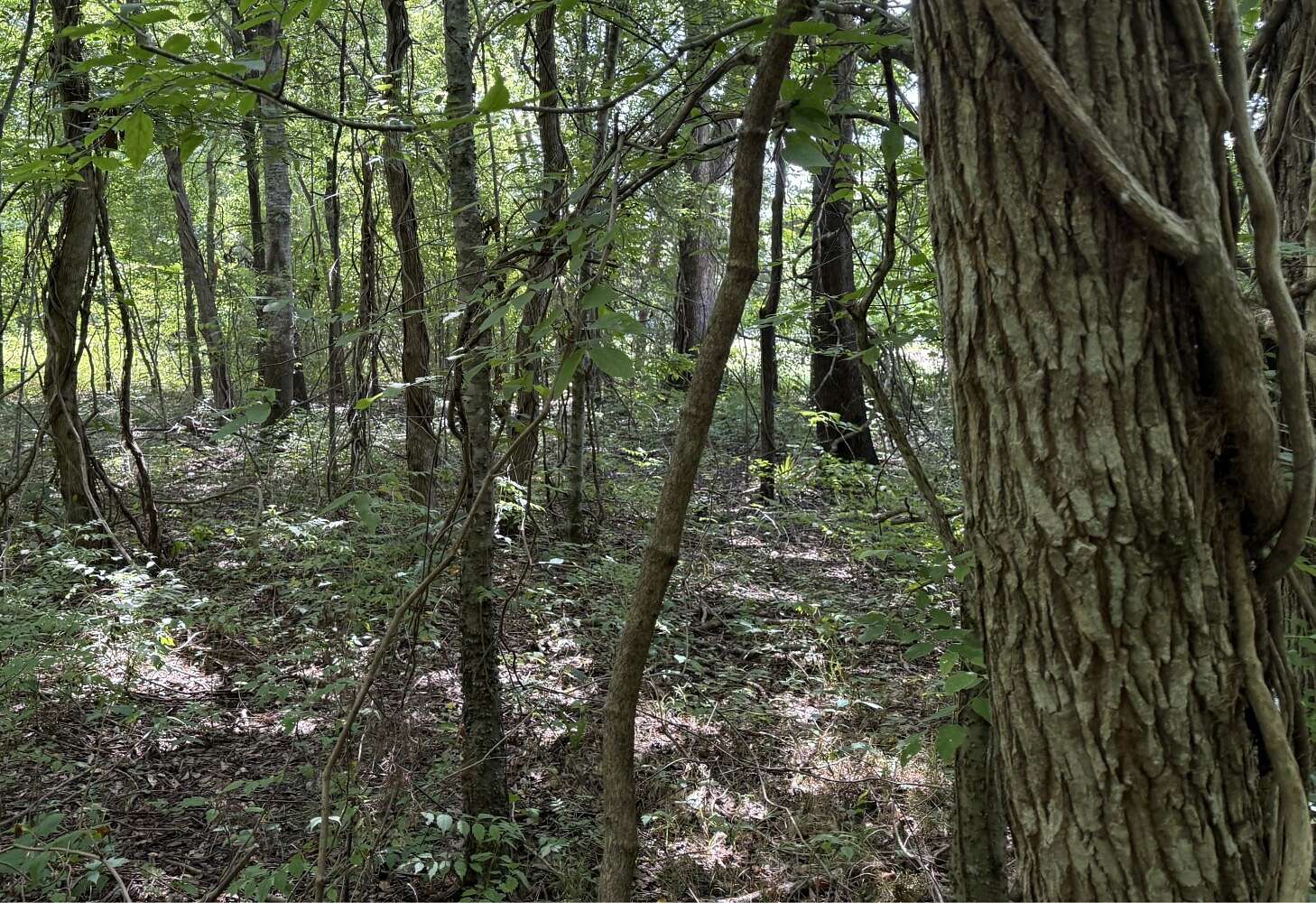 19 Acres of Land for Sale in Clayton, Louisiana