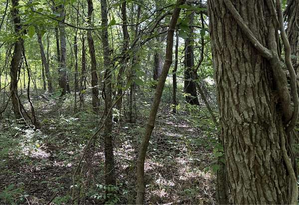 19 Acres of Land for Sale in Clayton, Louisiana