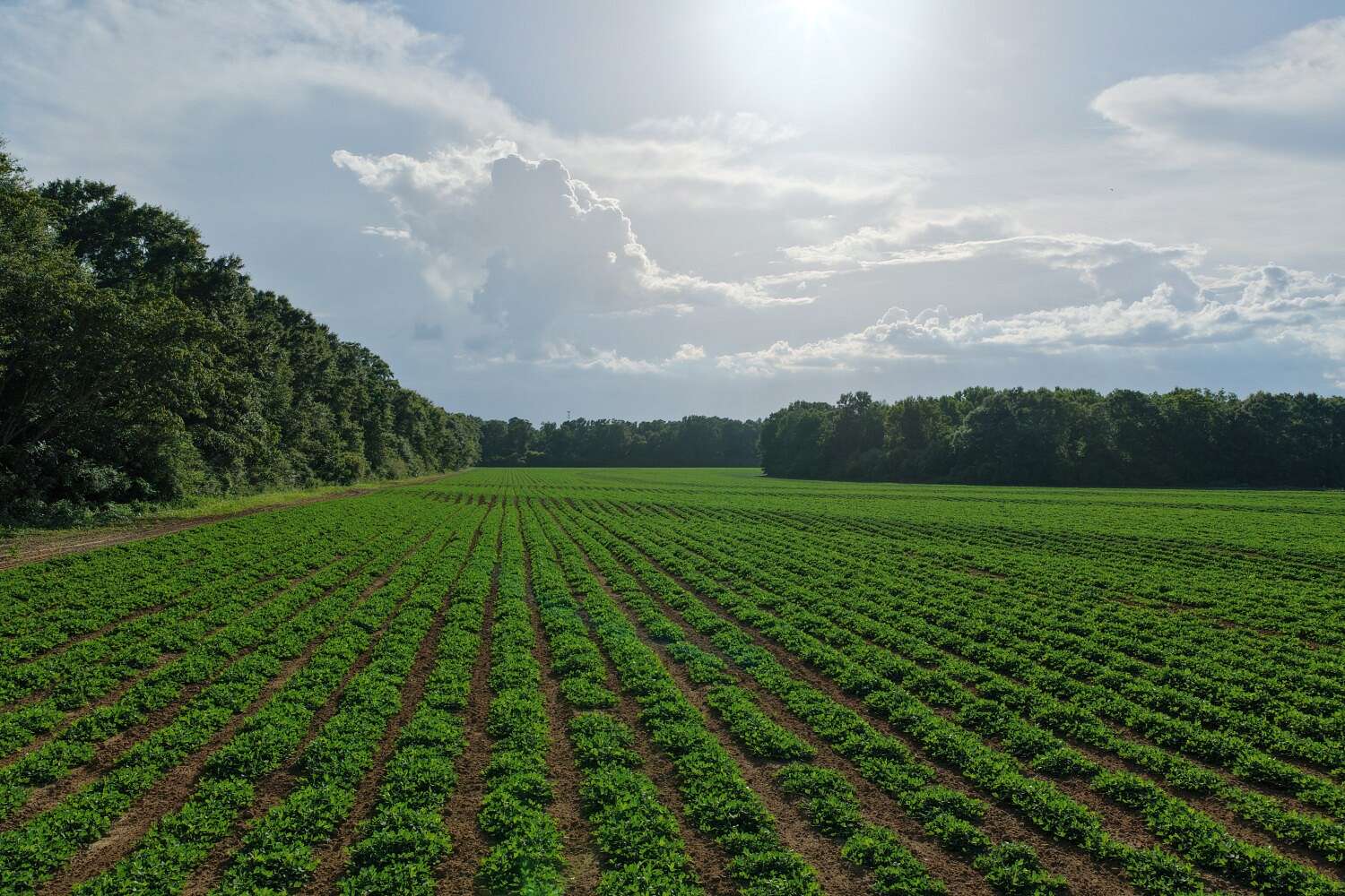 12 Acres of Land for Sale in Malvern, Alabama