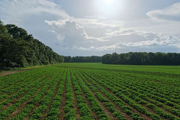 12 Acres of Land for Sale in Malvern, Alabama