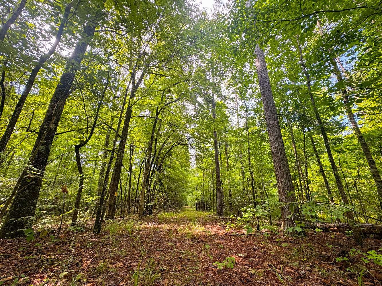 97.5 Acres of Recreational & Residential Land for Sale in Dadeville, Alabama