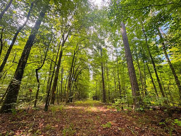 97.5 Acres of Recreational & Residential Land for Sale in Dadeville, Alabama