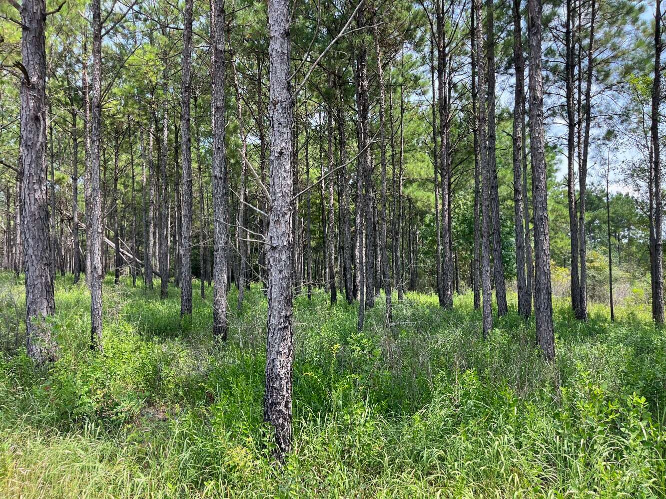 749 Acres of Recreational Land for Sale in Lucedale, Mississippi