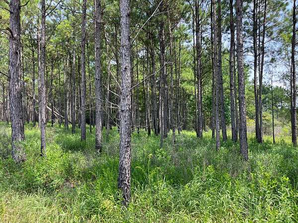 749 Acres of Recreational Land for Sale in Lucedale, Mississippi