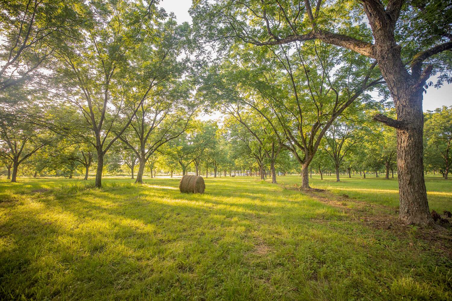 138 Acres of Recreational & Residential Land for Sale in West Point, Mississippi