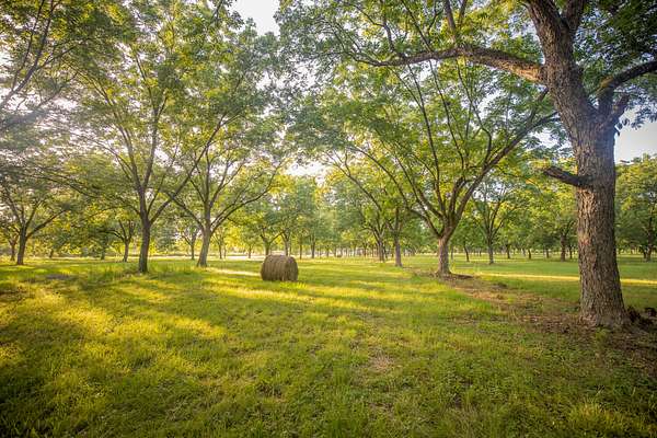 138 Acres of Recreational & Residential Land for Sale in West Point, Mississippi