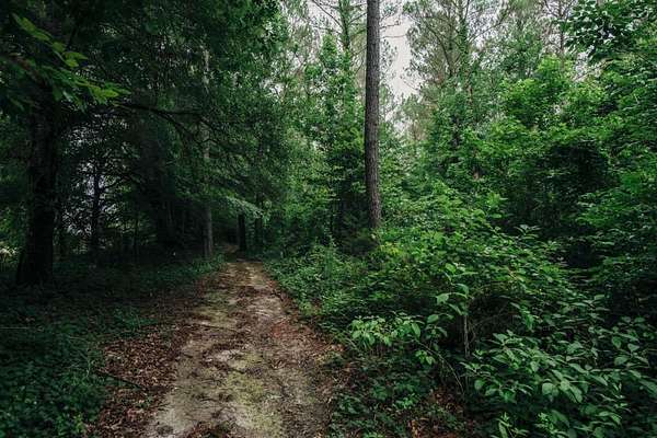 178 Acres of Land for Sale in Pontotoc, Mississippi