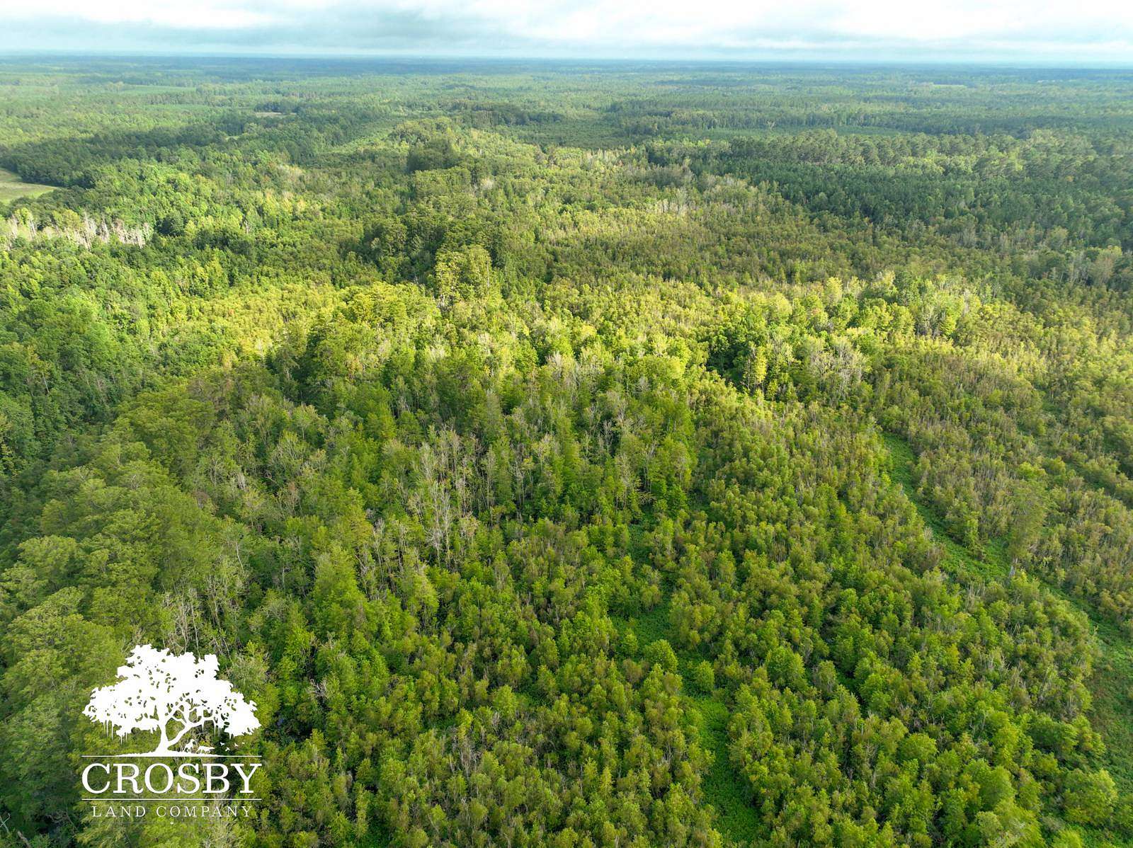 276 Acres of Recreational Land for Sale in Bamberg, South Carolina