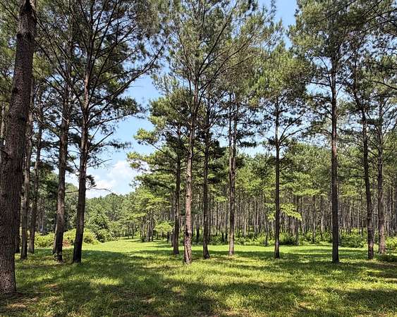 46 Acres of Recreational & Residential Land for Sale in Elba, Alabama