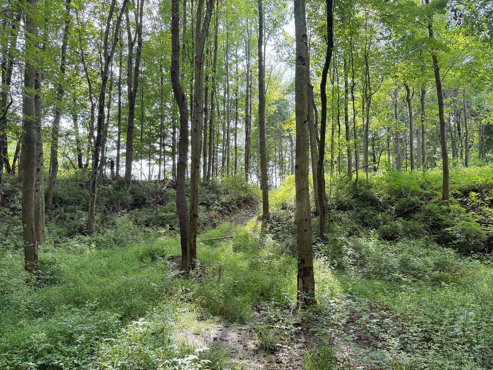 36.7 Acres of Recreational & Residential Land for Sale in Conneautville, Pennsylvania
