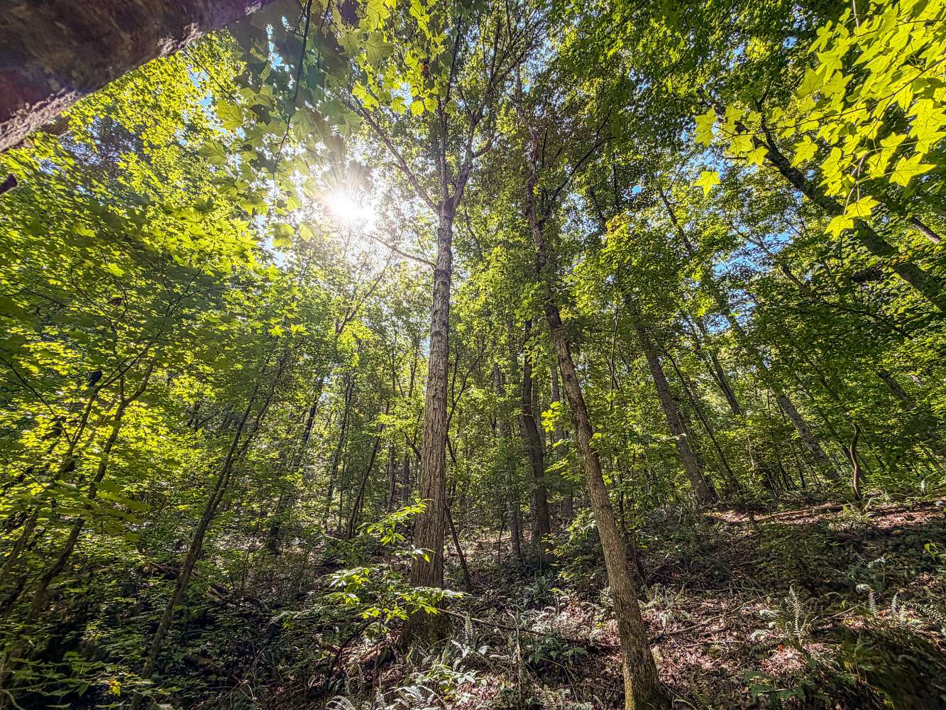 168 Acres of Recreational Land for Sale in Alabaster, Alabama