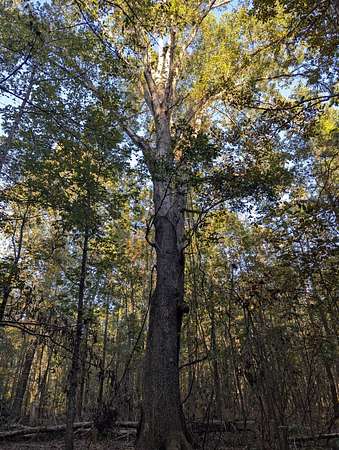 34 Acres of Recreational & Residential Land for Sale in Lexington, Georgia