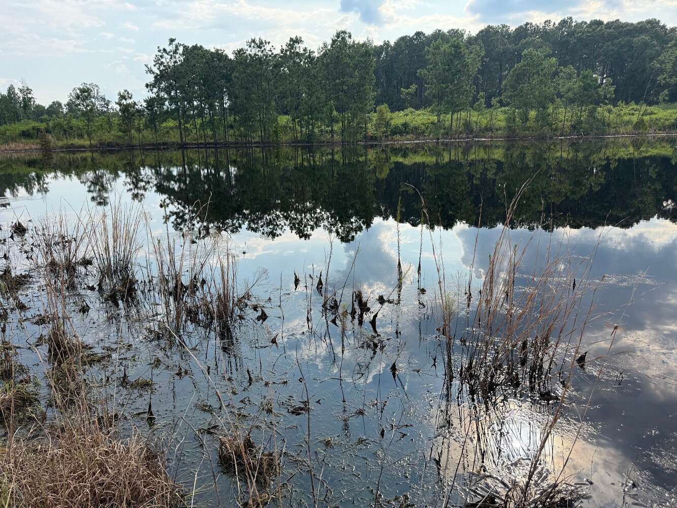 154 Acres of Recreational Land for Sale in Evergreen, Alabama