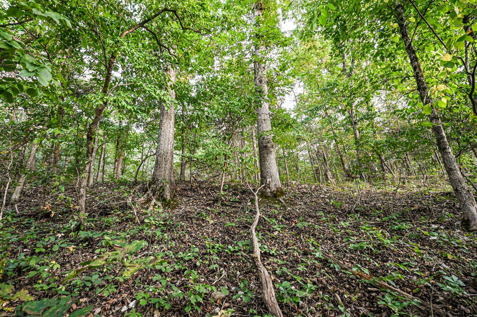 40 Acres of Land for Sale in Isabella, Missouri