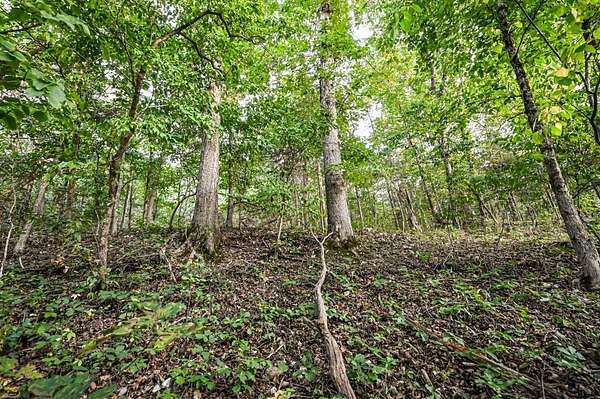 40 Acres of Land for Sale in Isabella, Missouri