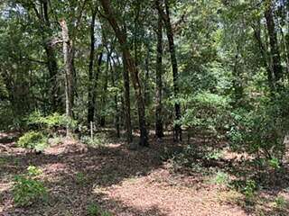 110 Acres of Recreational Land for Sale in Clayhatchee, Alabama