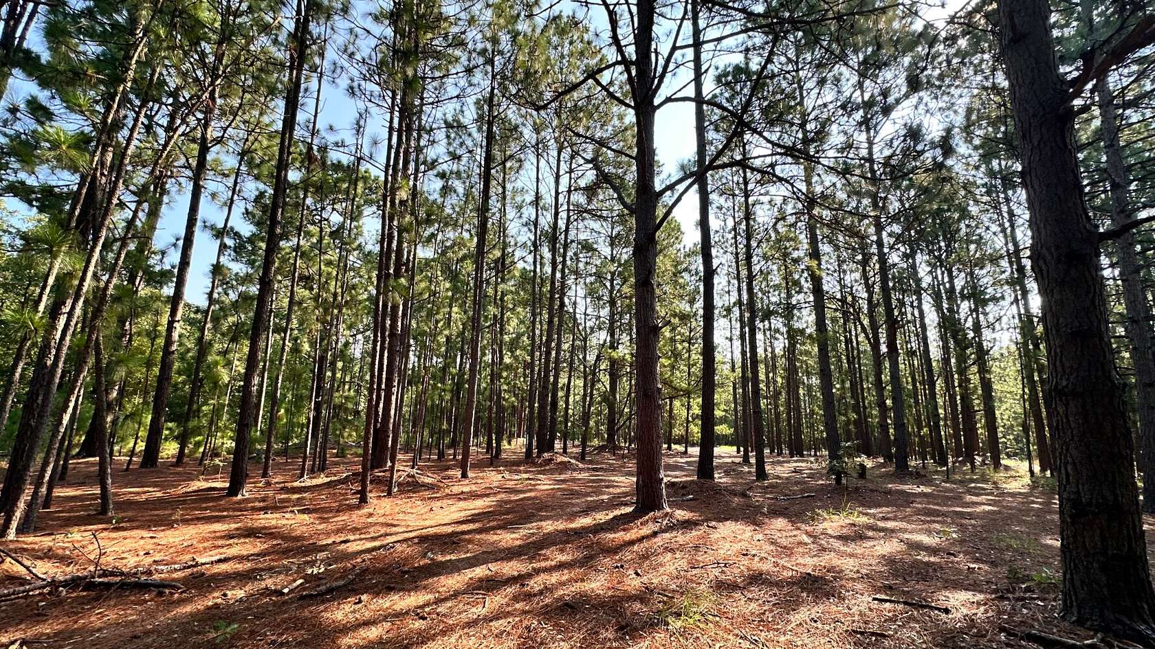 39.7 Acres of Recreational & Residential Land for Sale in Hartsville, South Carolina