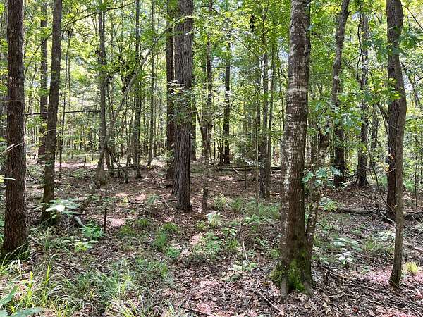 25 Acres of Recreational & Residential Land for Sale in Sardis, Alabama