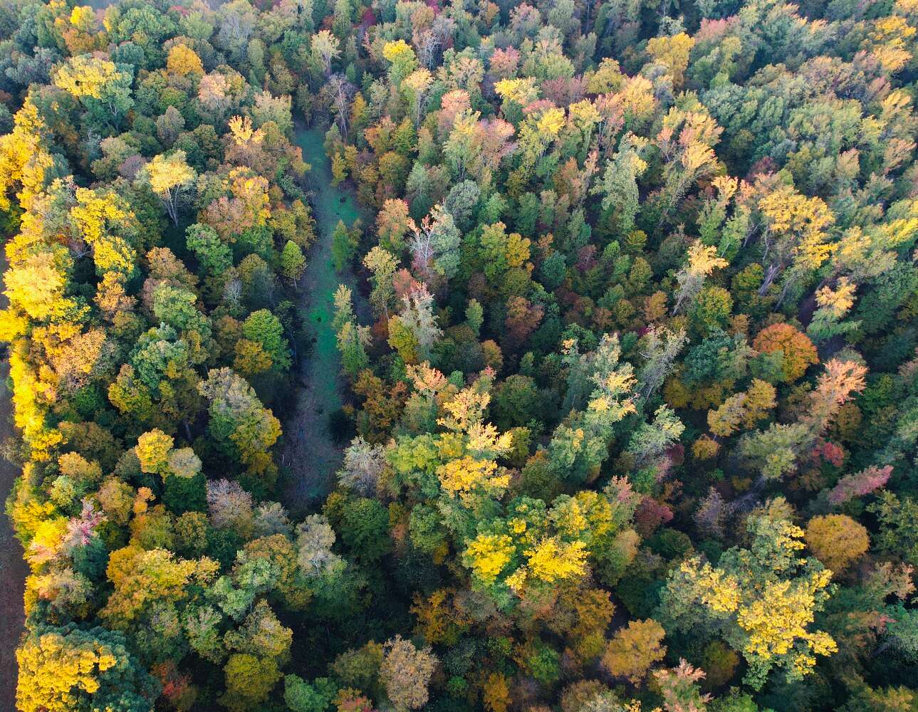 40 Acres of Land for Sale in Thebes, Illinois