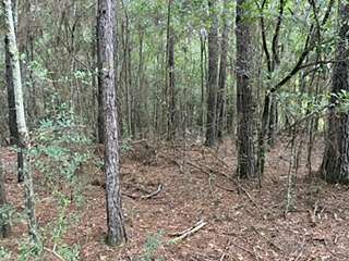 72 Acres of Recreational & Residential Land for Sale in Clayhatchee, Alabama
