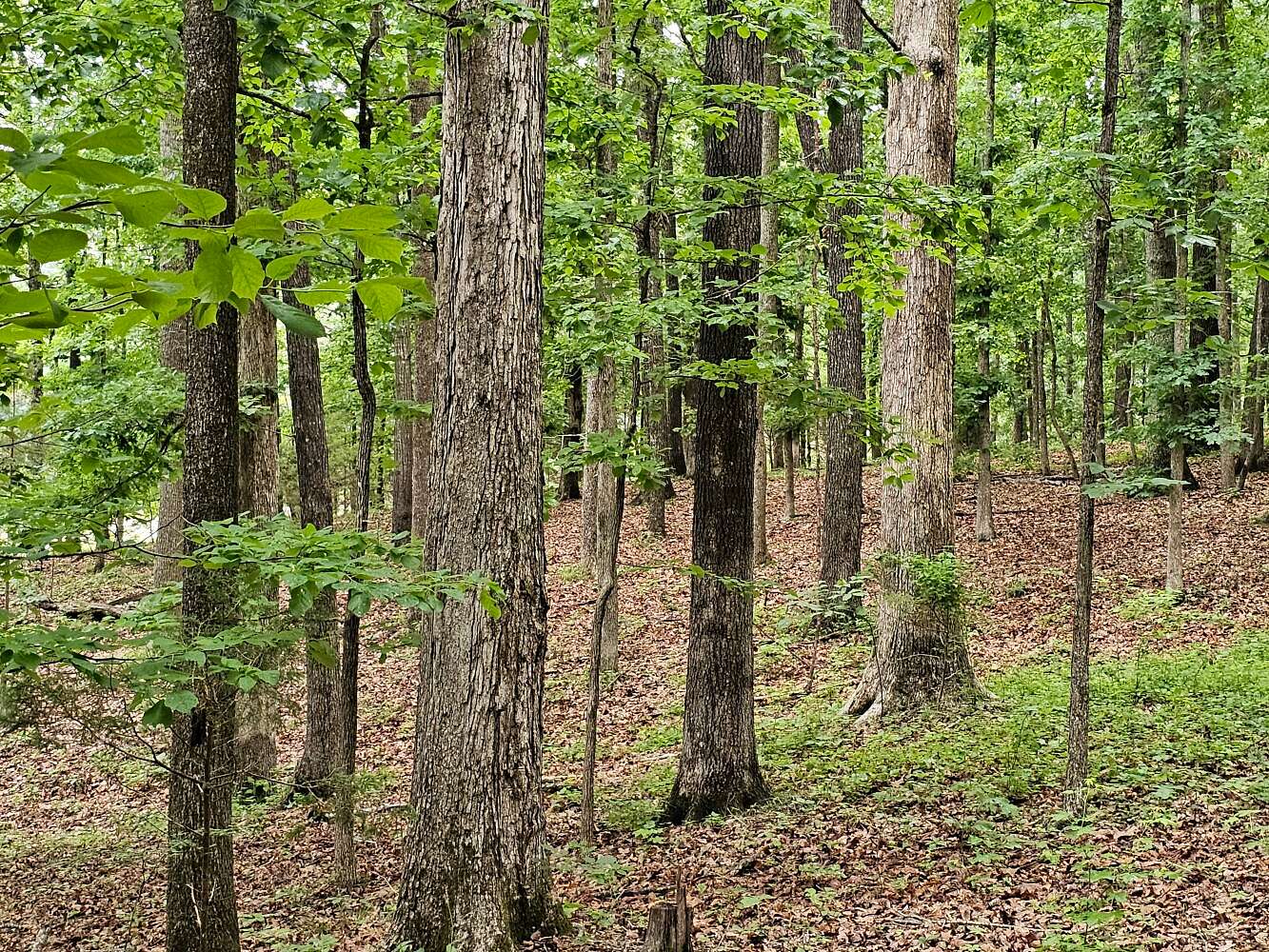 303 Acres of Recreational & Residential Land for Sale in Russellville, Alabama