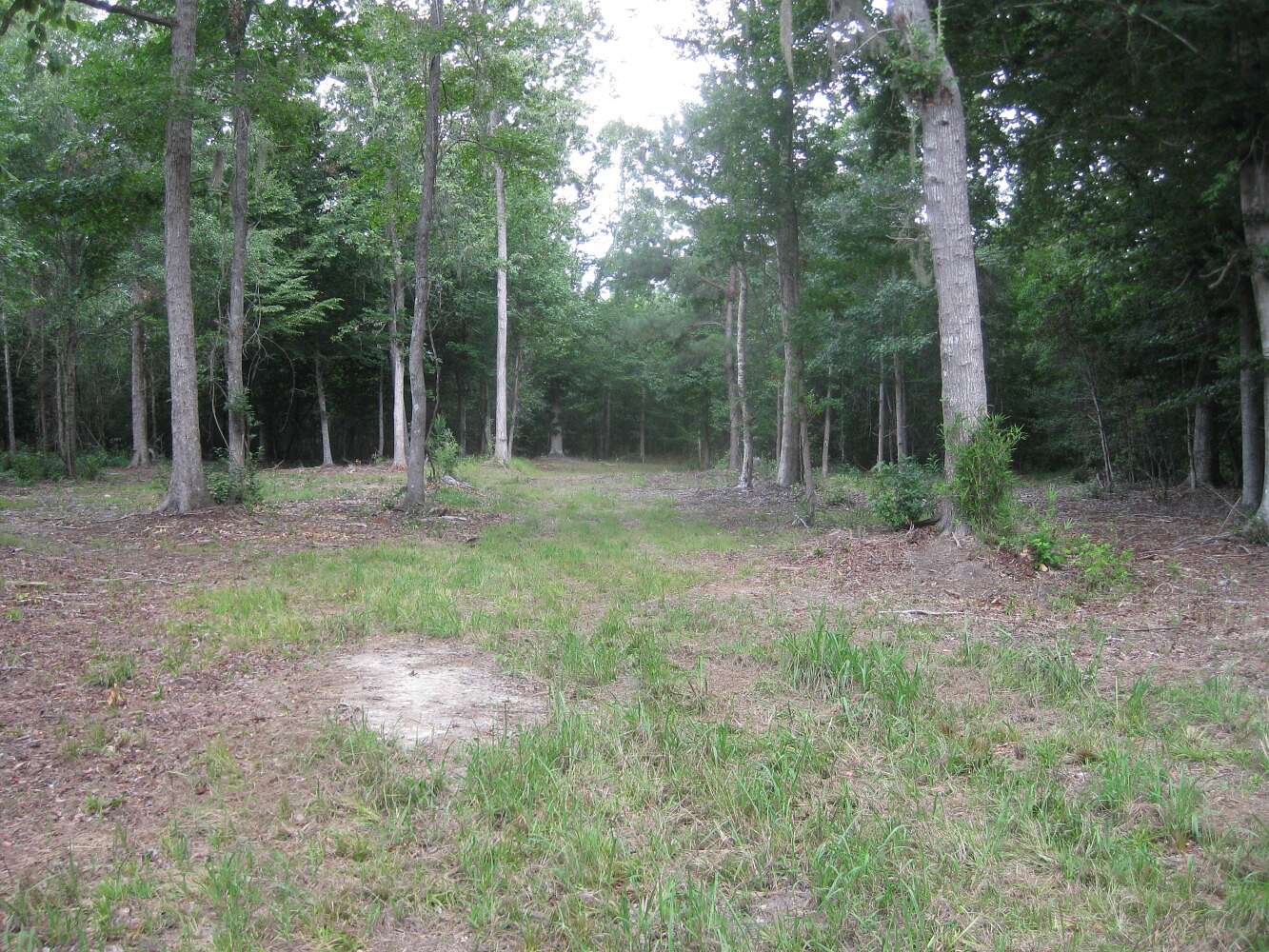109 Acres of Recreational Land for Sale in North, South Carolina