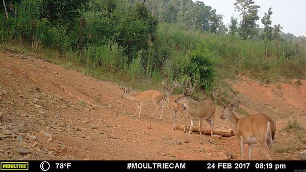 40 Acres of Recreational Land for Sale in Houston, Arkansas