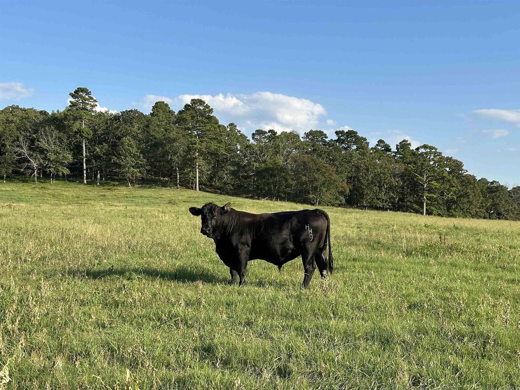 588 Acres of Agricultural Land for Sale in Bigelow, Arkansas