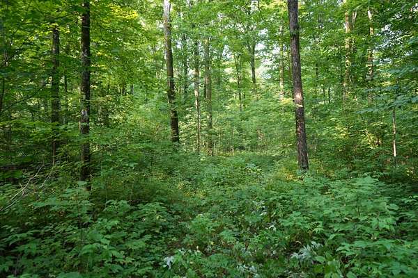14 Acres of Recreational & Residential Land for Sale in Medford, Wisconsin