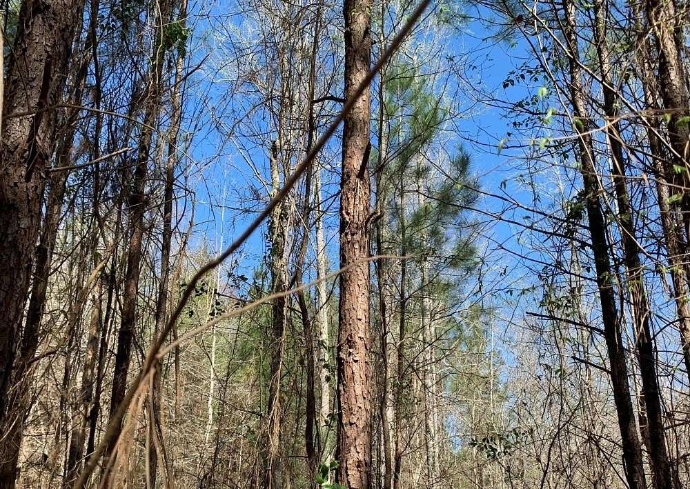 50 Acres of Land for Sale in Grayson, Louisiana