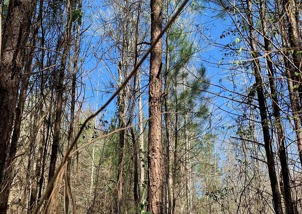 50 Acres of Land for Sale in Grayson, Louisiana